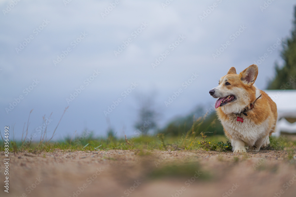 A Welsh Corgi dog on a walk with his tongue hanging out admiring the landscape.
