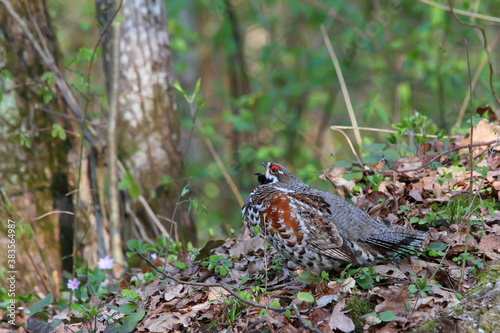 Hazel grouse. Bird in breeding season. Male. Tetrastes bonasia