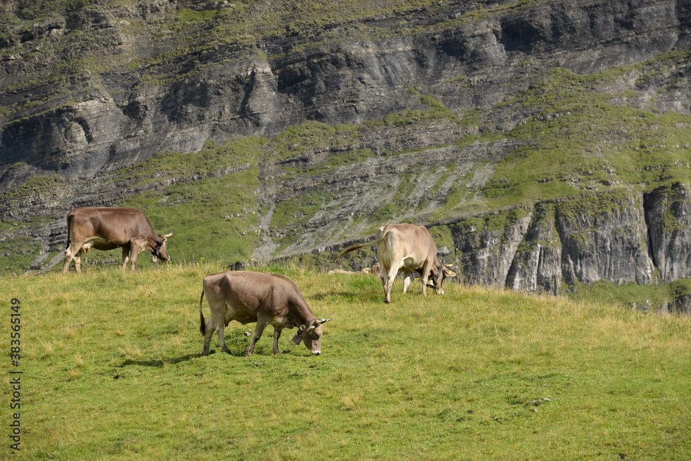 Schweizer Kühe auf der Almweide