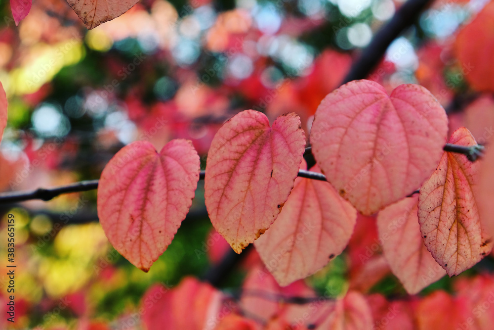 The pink leaves of the Katsura tree during the autumn The pink leaves of the Katsura tree during the autumn