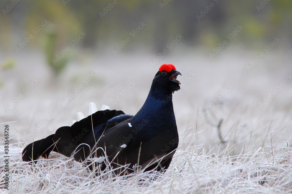 Black grouse. Bird in breeding season. Displaying male on a lek. Lyrurus tetrix Black grouse. Bird in breeding season. Displaying male on a lek. Lyrurus tetrix