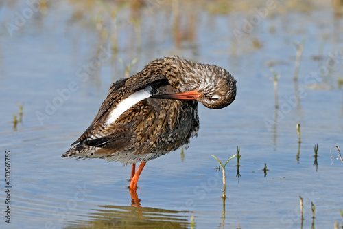 Photos Common redshank // Rotschenkel // Perna-vermelha (Tringa totanus)