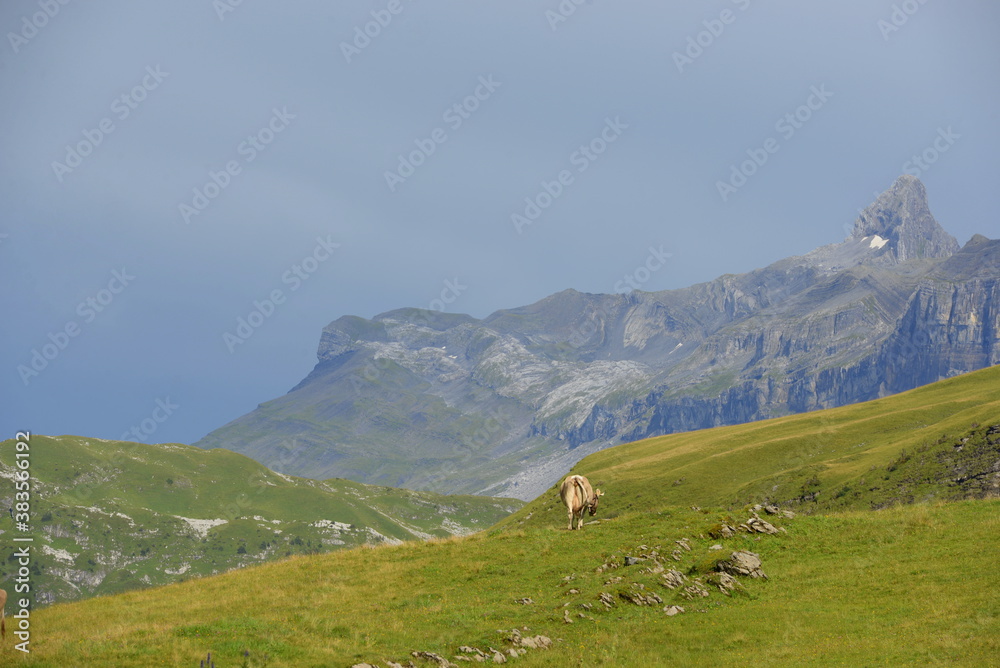 custom made wallpaper toronto digitalSchweizer Kühe auf der Almweide