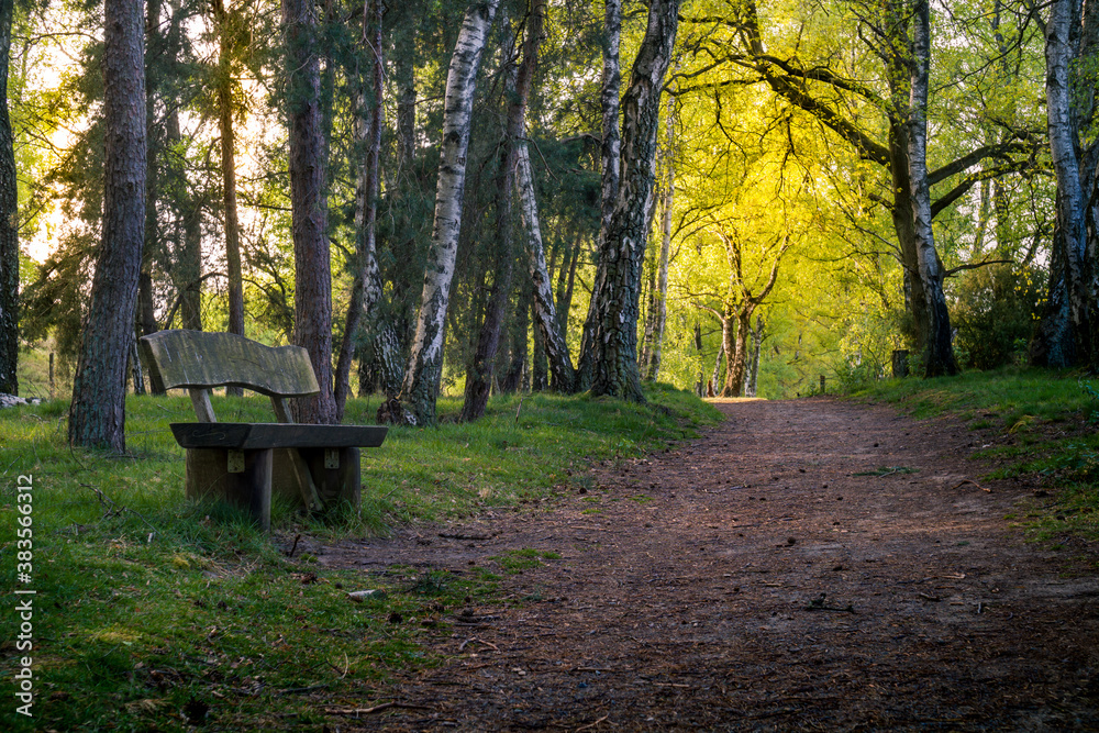 Naklejka premium Eine Bank im Wald