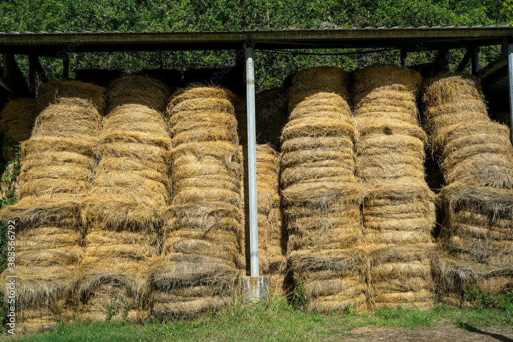 The hay storage shed full of bales on farm, Rural land cowshed farm. The hay storage shed full of bales on farm, Rural land cowshed farm.