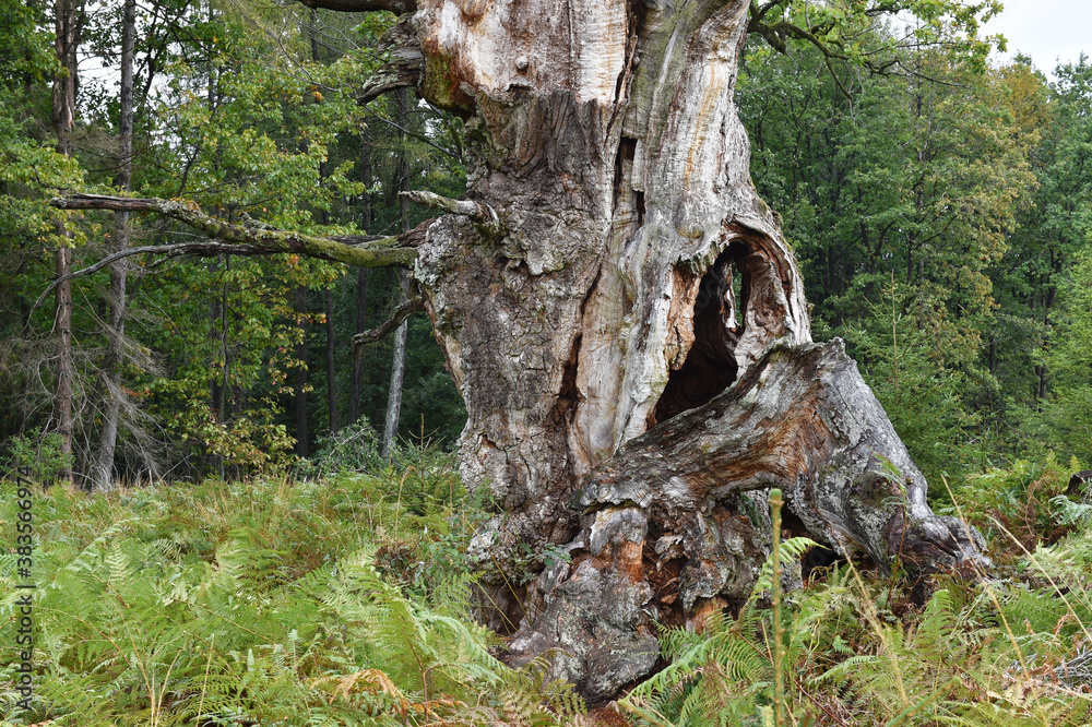 Eiche im Reinhardswald