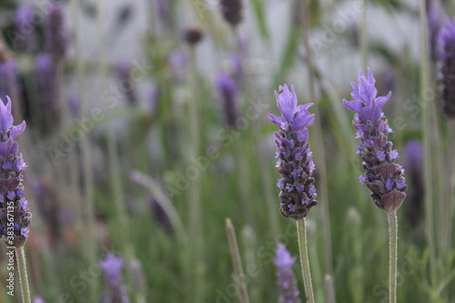 Flor de lavanda