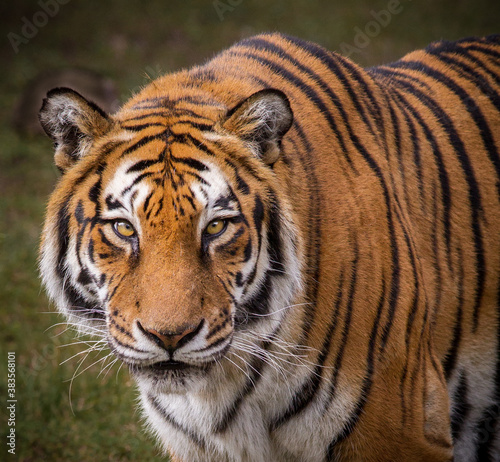 Royal bengal Tiger stares right at camera