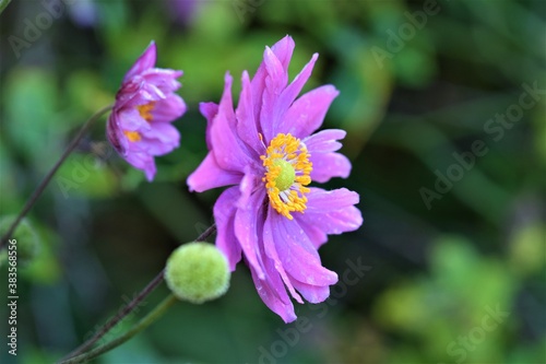 Closeup of the pistil of an autumn anemone in front of a flower