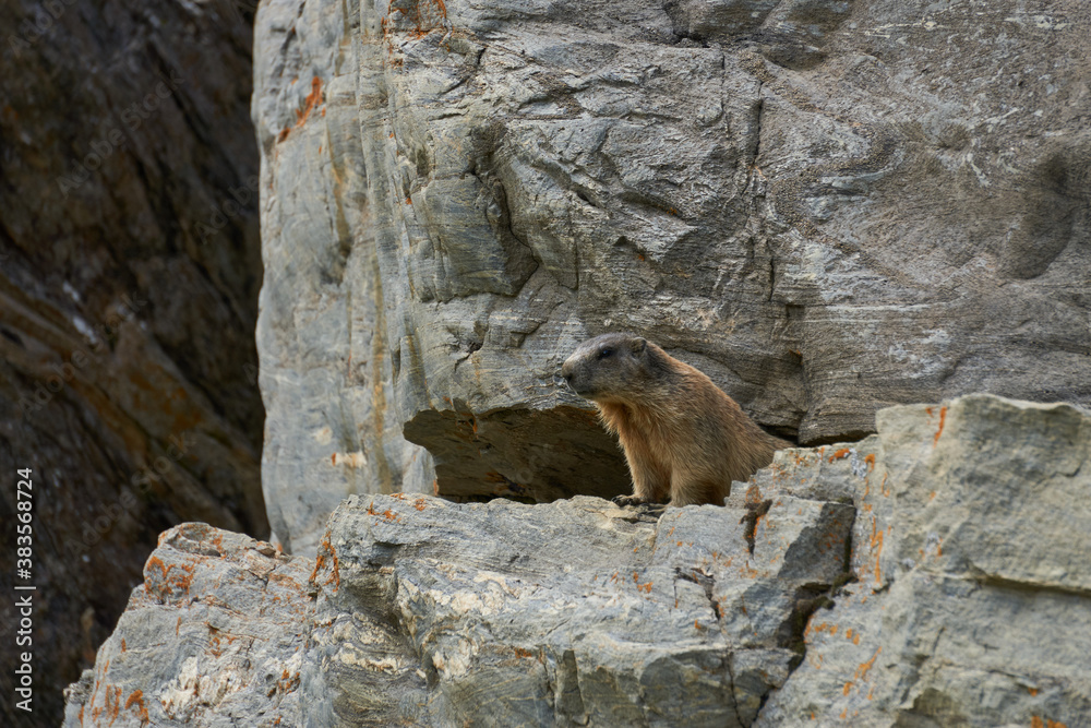 Murmeltiere auf und in Felsen in Bergen Alpen Munggen Mankei Echter Erdhörnchen