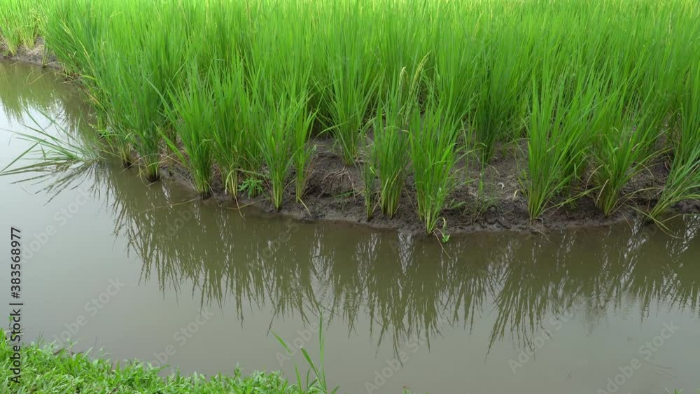 beautiful green rice paddy field beautiful green rice paddy field