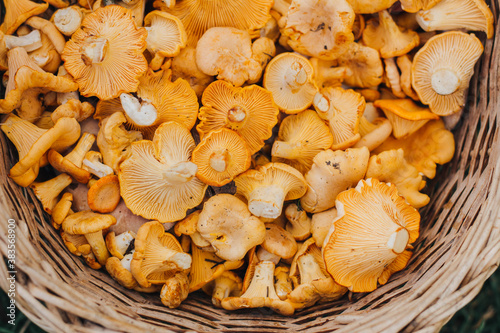 mushrooms in a basket