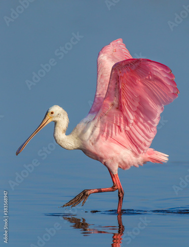 Strutting, pink colored  roseate spoonbill in spring breeding plumage photo