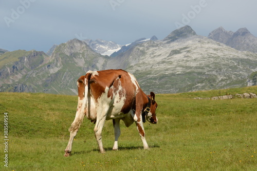Schweizer Kühe auf der Almweide © Grubärin