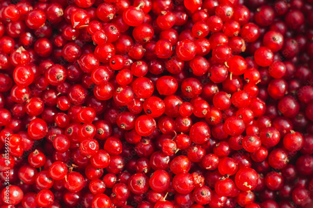 red currant background red currant background