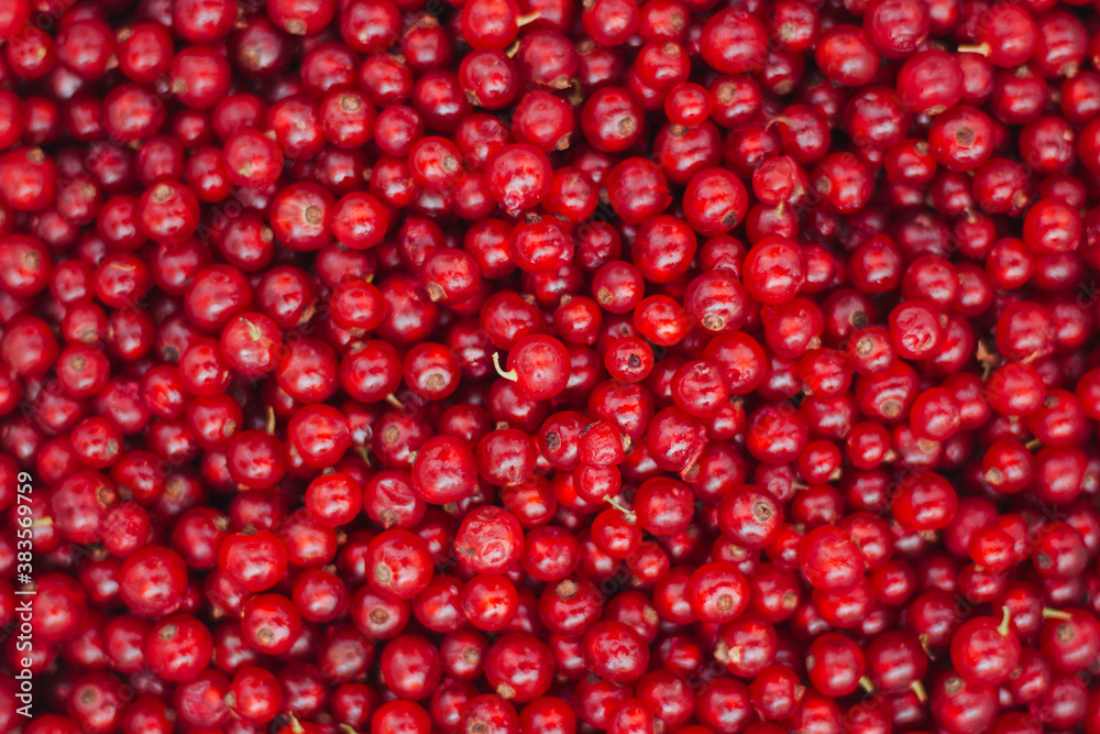 red cranberries background red cranberries background