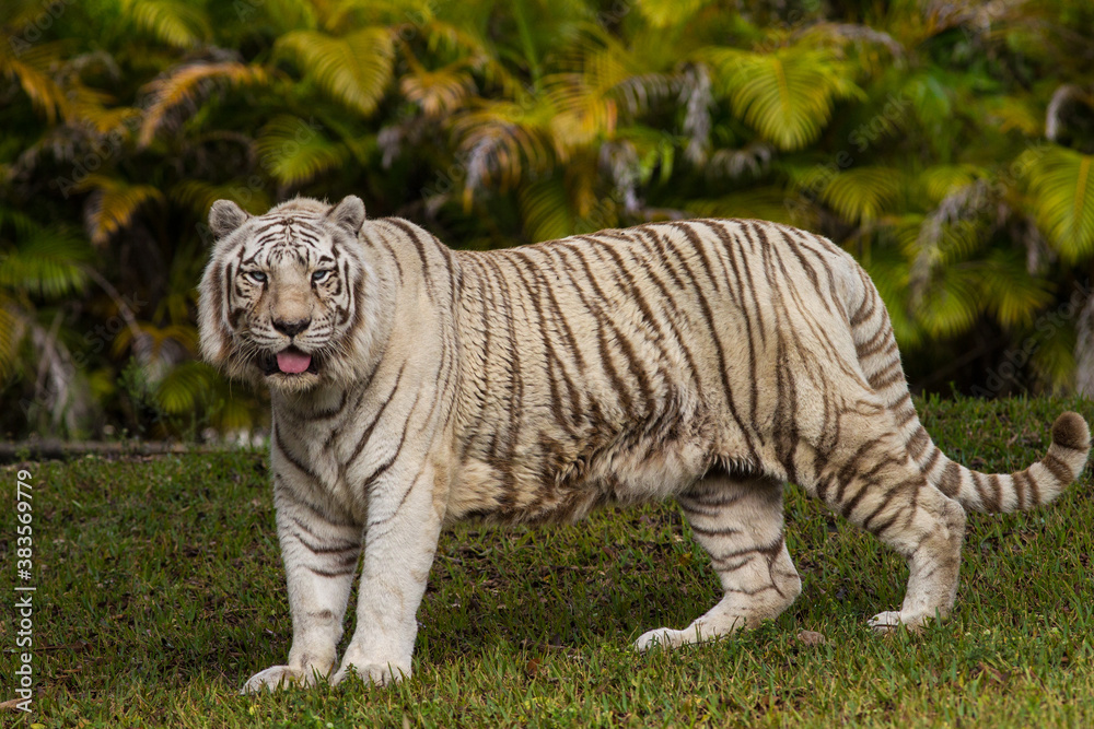 White begal tiger walking.