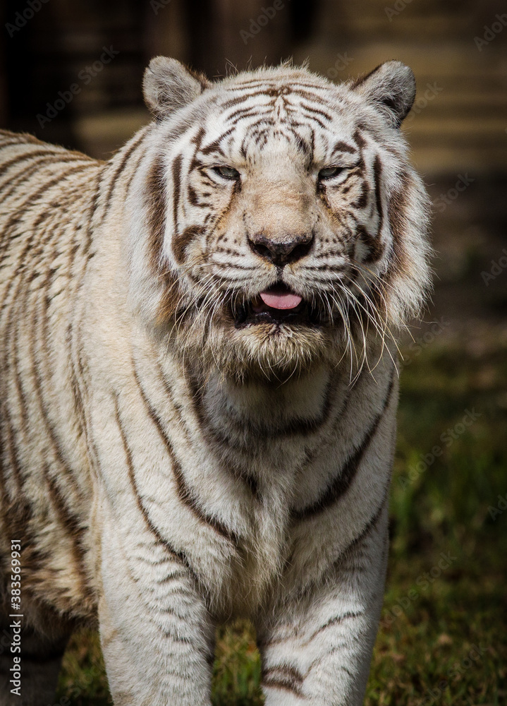 White bengal tiger looking straight at camera