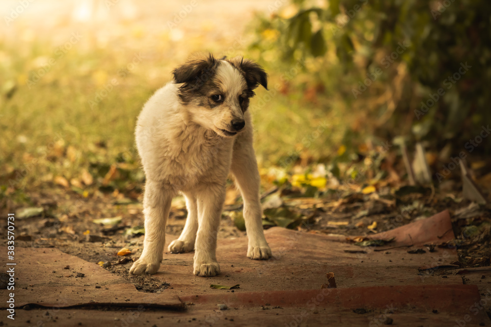 A small puppy on an autumn background needs care and supervision A small puppy on an autumn background needs care and supervision