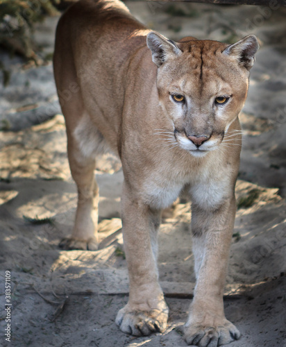 Young Florida Panther standing in forest waiting for prey