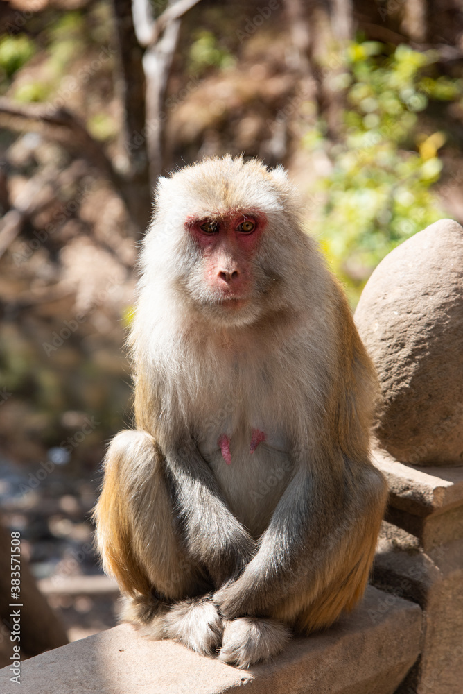 Naklejka premium February 2019. Baoxiang temple is also called Shibao temple, which is located in the precipitous cliff of Foding mountain in Dali. Place populated by hungry little monkeys