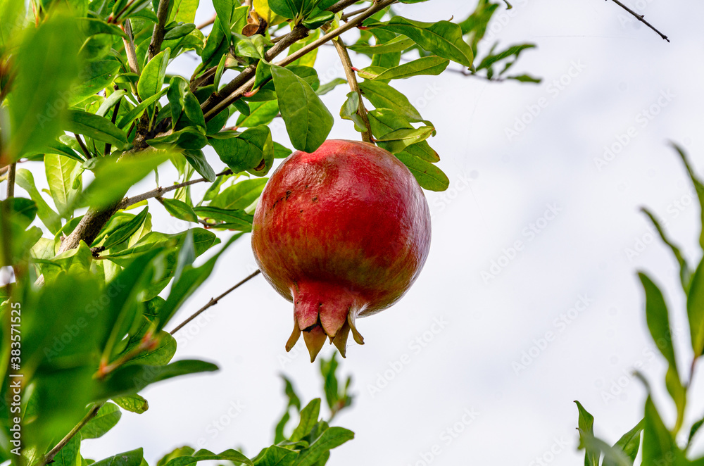 Red ripe pomegranate on a branch in the garden. Red ripe pomegranate on a branch in the garden.