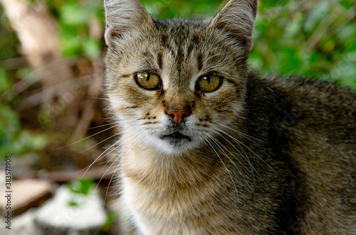 Gray domestic cat for a walk in the yard.