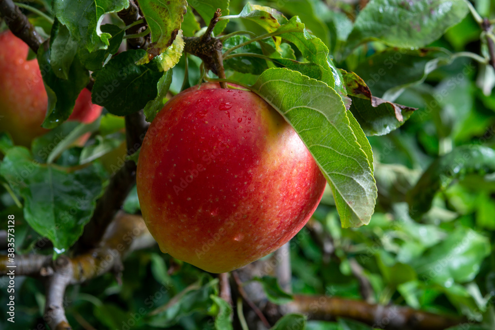 Big ripe red apple hanging on green apple tree Big ripe red apple hanging on green apple tree