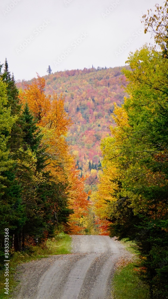 Fototapeta premium road in autumn forest