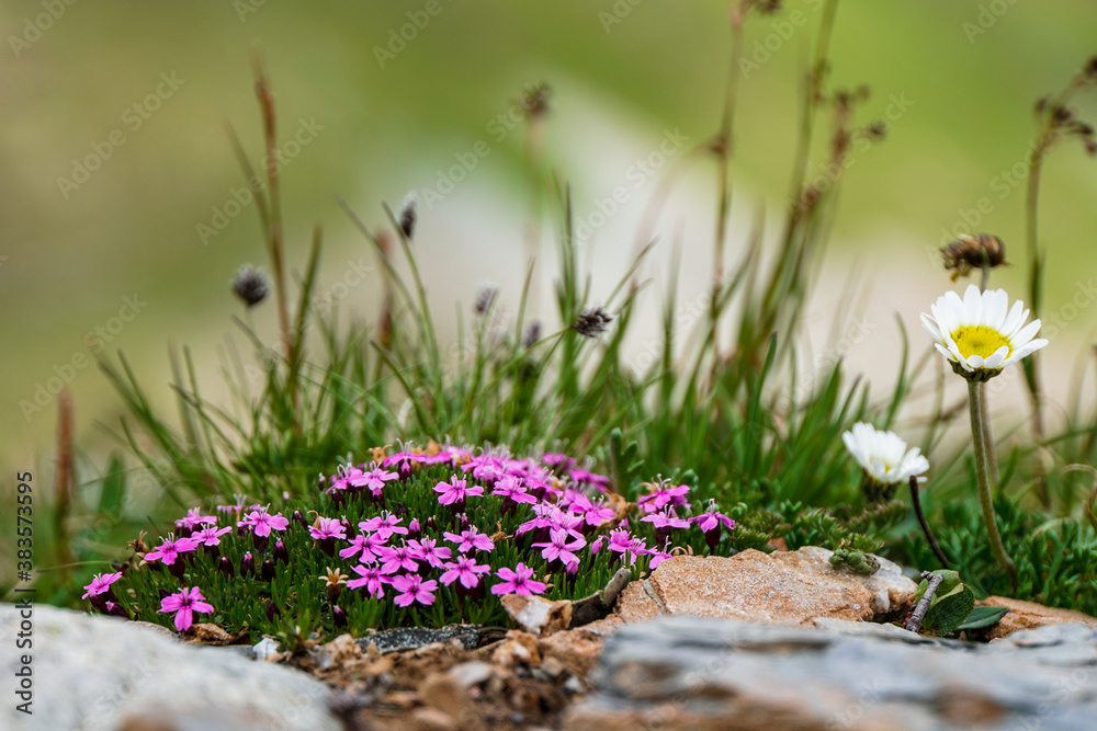 Obraz premium Blumen in den Bergen an der Hexenseehütte Serfaus