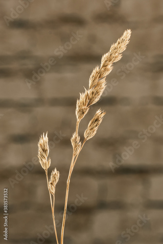 Ein einzelner Halm eines blühende Grases / Gräser vor einer Steinmauer photo