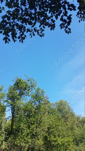 trees and sky