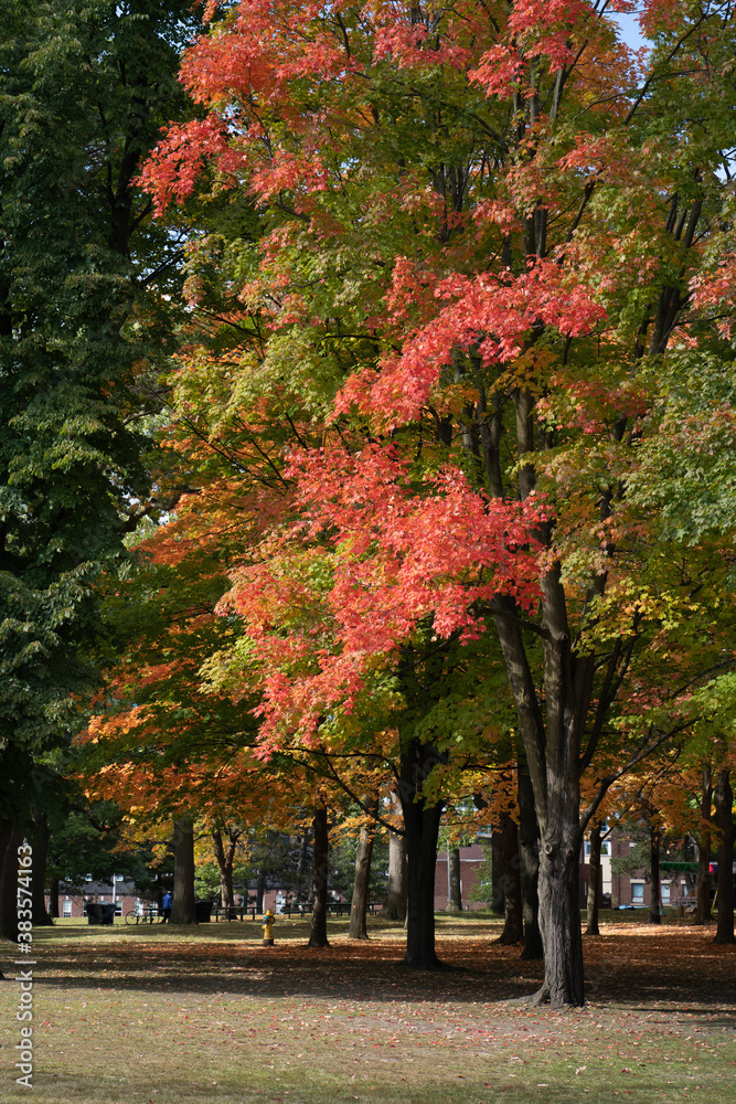 Naklejka premium Beautiful Autumn Leaves at the High Park in Toronto Ontario Canada