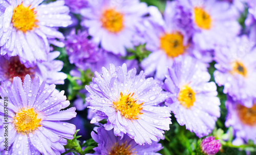 purple chrysanthemum in droplets of rain