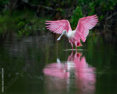 Roseate spoonbill in lagoon about to fly.