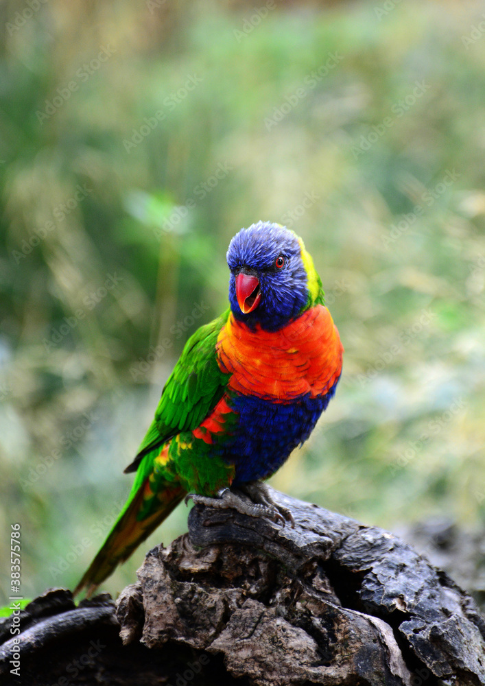 Lorikeet Parrot Portrait Green Blue Orange