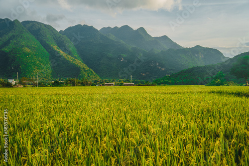 Green rice field and mountains, Mai Chau Valley, Vietnam, Southeast Asia.