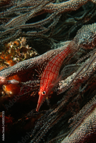 Mozambique Indian Ocean longnose hawkfish (Oxycirrhites typus) on black coral (cirrhipathes sp.) close-up photo