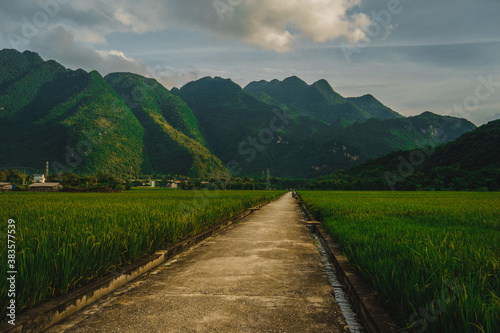 Terraced rice field with rural road in Lac village  Mai Chau Valley  Vietnam  Southeast Asia.