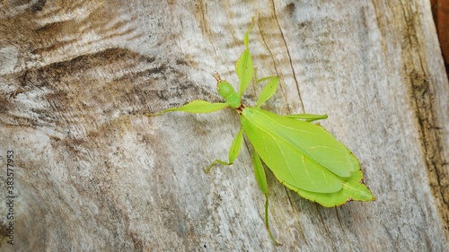 Green leaflike stick-insect Phyllium giganteum on a tree trunk in natural environment photo
