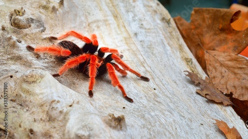 Birdeater tarantula spider Brachypelma boehmei in natural forest environment. Bright red colourful giant arachnid. photo