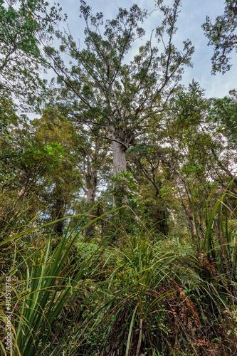 Tall Kauri Trees in Waipoua Forest