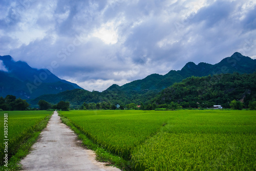 Terraced rice field with rural road in Lac village, Mai Chau Valley, Vietnam, Southeast Asia.