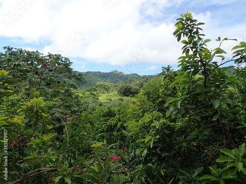 trees landscape view