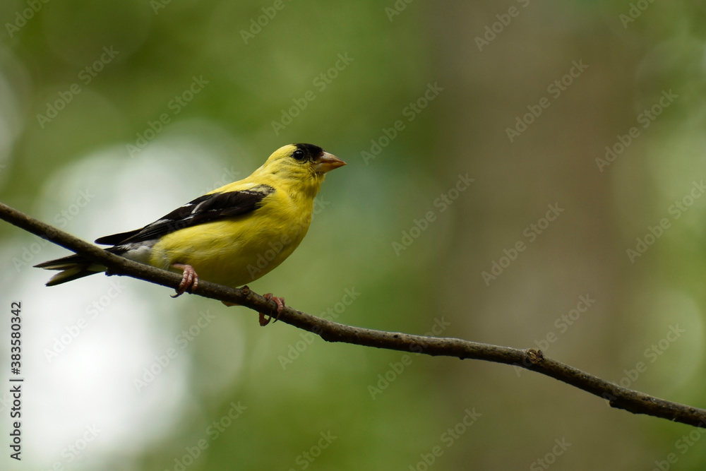 Male American Goldfinch in autumn molt Male American Goldfinch in autumn molt