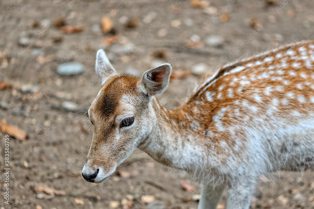 Fototapeta premium A fallow deer in the woods