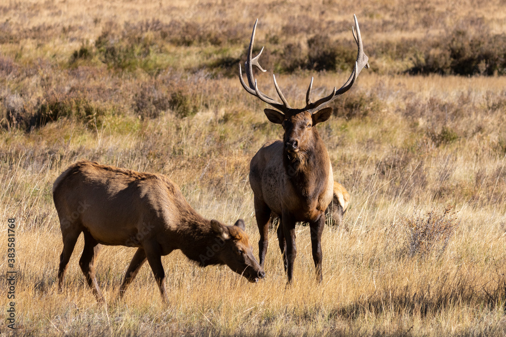 Elk Rut in Rocky Mountain National Park Elk Rut in Rocky Mountain National Park