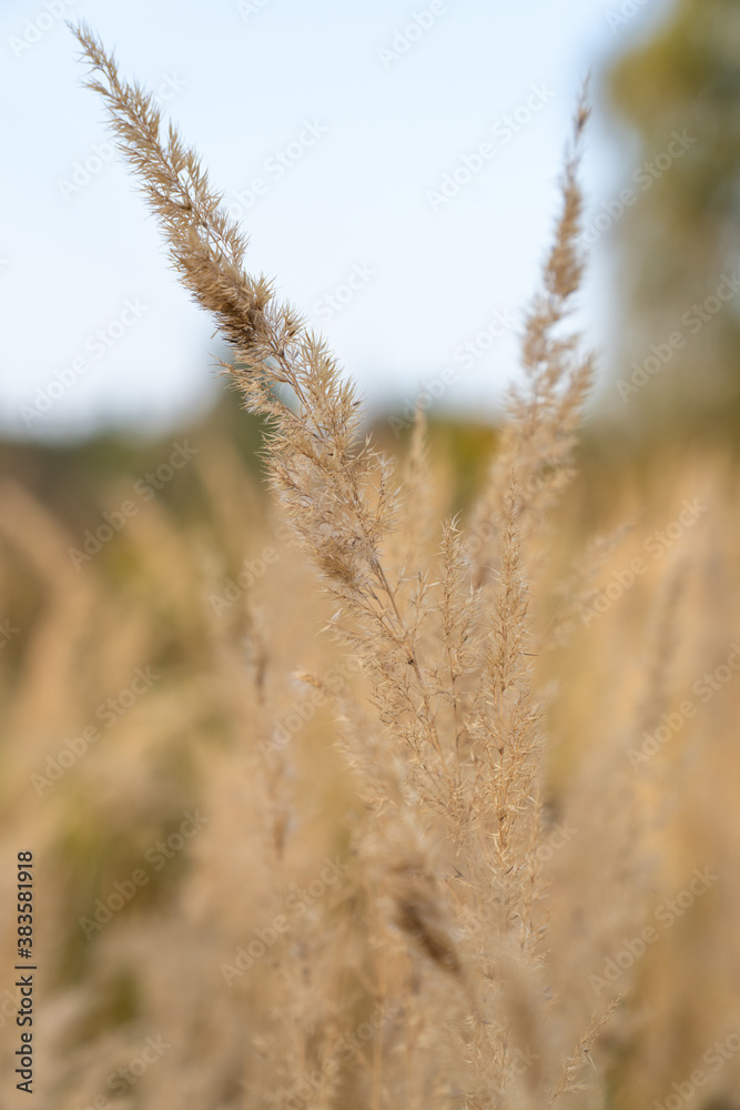 Fototapeta premium grass in the field