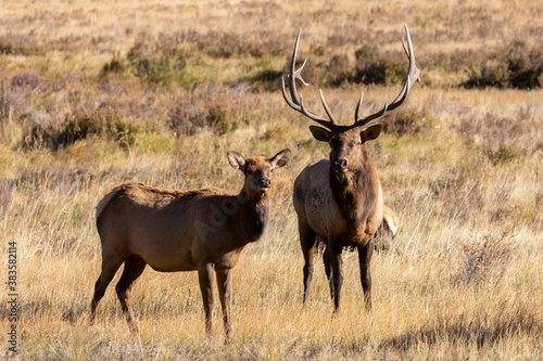 Elk Rut in Rocky Mountain National Park