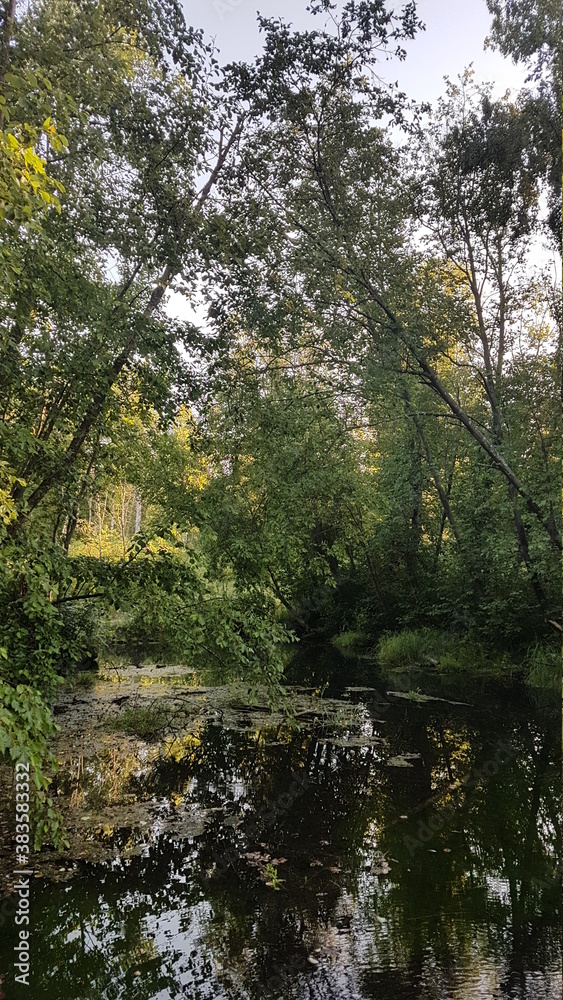 Obraz premium river in the forest